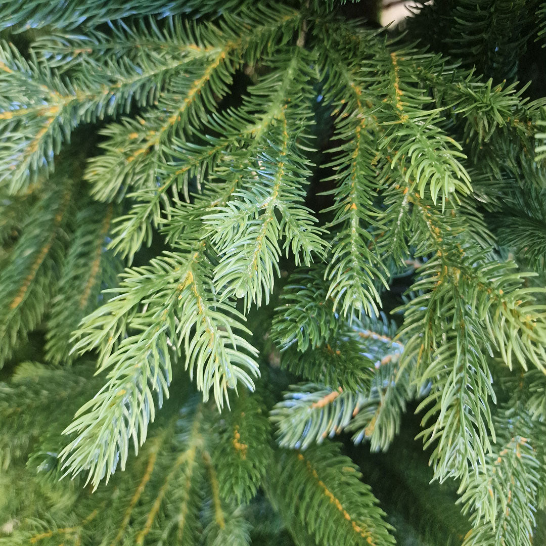 Norvegia Con e Senza Luci Incorporate Albero di Natale 100% Silicone Alta Qualità 180 / 210 / 240 cm Altezza