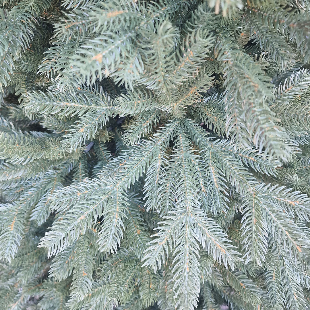 Katerine Christmas Tree 100% HIGH QUALITY SILICONE Various Sizes 150 / 180 / 210 / 240 CM Height